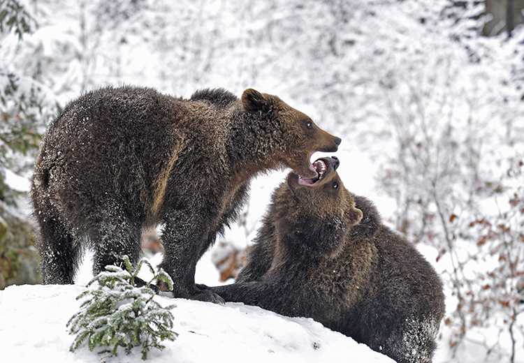 גן החיות בראנואה - אטרקציות בלפלנד